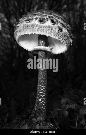 Macrolepiota procera mushroom Banque D'Images