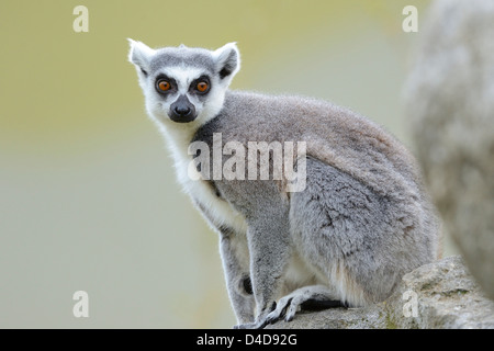 Untitled document (Lemur catta) Zoo à Augsbourg, Allemagne Banque D'Images