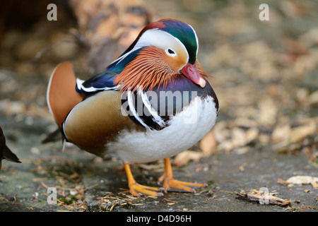 Canard mandarin (Aix galericulata) Zoo à Augsbourg, Allemagne Banque D'Images