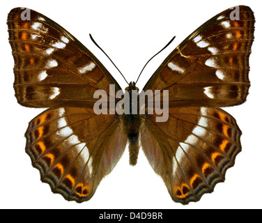 L'amiral peuplier mâle papillon (Limenitis populi) isolé sur fond blanc Banque D'Images