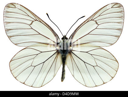 Blanc veiné noir (Aporia crataegi) isolé sur fond blanc Banque D'Images