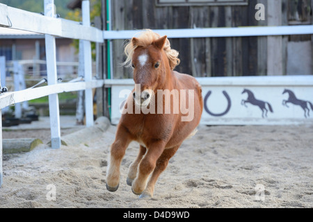 Poney Shetland gallopping dans un cours de saut, portrait Banque D'Images