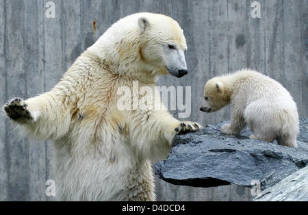 Polar Bear cub Wilbear (R) et sa mère Corinna (L) frolick autour comme Wilbaer est présenté au public dans l'enceinte de l'ours polaire zoo Wilhema à Stuttgart, Allemagne, 16 avril 2008. Au contraire de la populaire oursons polaires Knut, Flocke et Wilbaer, né en décembre 2007, n'a pas été nourri au biberon mais par sa mère. Photo : Ronald WITTEK Banque D'Images