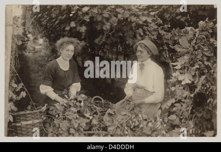 Deux femmes hop picking, vers 1908, au Royaume-Uni. Banque D'Images