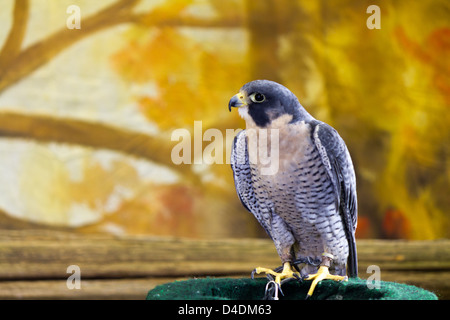 Peregrine Falcon oiseau de proie Banque D'Images