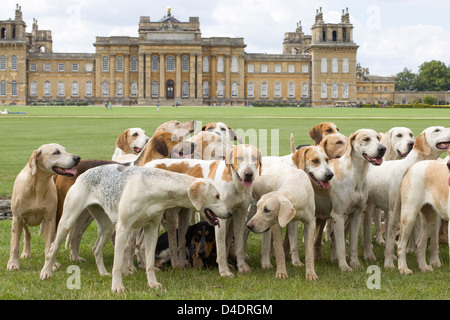 Foxhounds anglais Banque D'Images