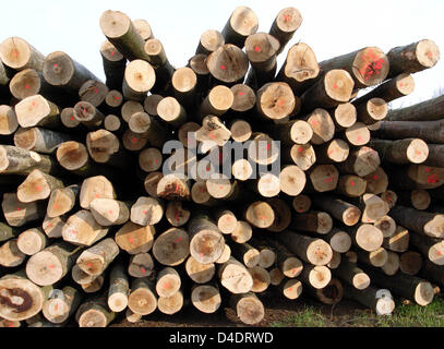 (Afp) - Le fichier photo datée du 07 juillet 2006 montre des tronc d'arbre empilées prête pour le transport à Francfort-sur-Main, Allemagne. Photo : Frank Rumpenhorst Banque D'Images