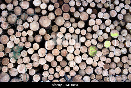 (Afp) - Le fichier photo datée du 07 juillet 2006 montre des tronc d'arbre empilées prête pour le transport à Francfort-sur-Main, Allemagne. Photo : Frank Rumpenhorst Banque D'Images