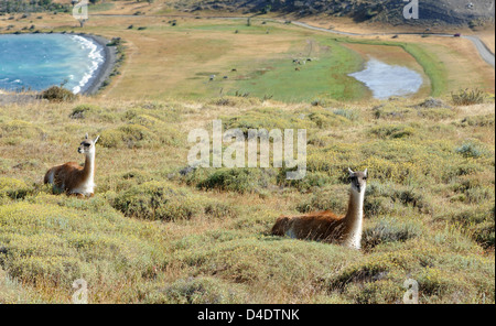 Deux guanacos (Lama guanicoe) ruminer dans la végétation rugueux au-dessus de Laguna Azul, Parc National Torres del Paine, Banque D'Images