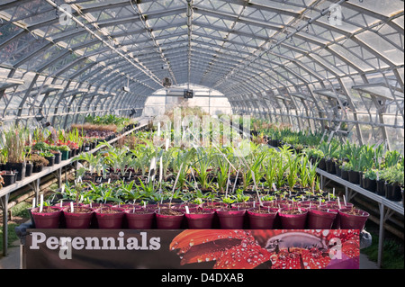 Intérieur d'une serre dans un centre de jardinage contenant des plantes vivaces, UK Banque D'Images