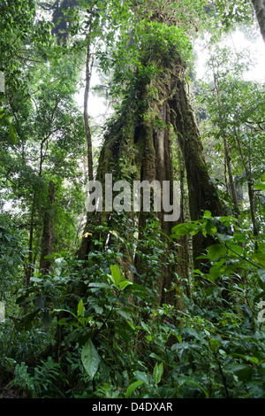 Arbre massif avec des racines contreforts à l'intérieur de la réserve de la Forêt Nuageuse de Monteverde Banque D'Images