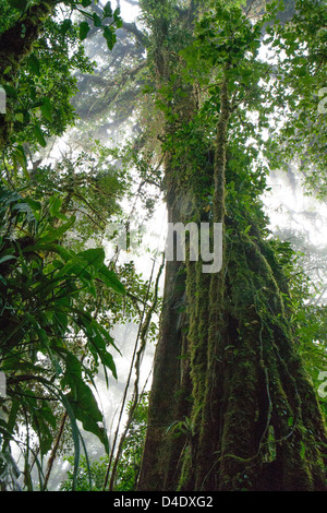 Arbre massif à l'intérieur de la réserve de la Forêt Nuageuse de Monteverde Banque D'Images