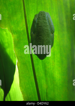 Red eyed tree frog couchage au Costa Rica Banque D'Images