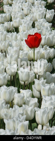 Une tulipe rouge est vu au milieu de blancs sur un champ près de Schwaneberg, Allemagne, 06 mai 2008. Une entreprise locale, spécialisée dans la culture des tulipes, cultive des sept races différentes sur les 30 hectares grand champ. Les plantes à fleurs sont principalement vendus à des détenteurs d'attribution et les gros clients en Allemagne, France, Autriche et Suisse. L'entreprise familiale traditionnelle a été fondée en 190 Banque D'Images