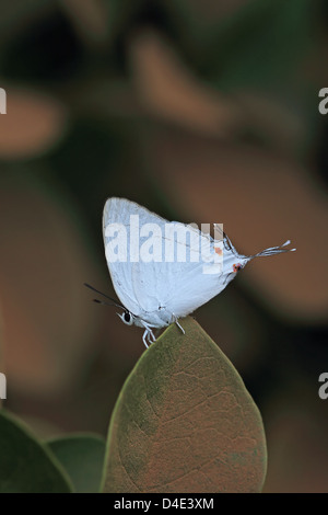 Savannah bleu saphir (Iolaus menas menas) Banque D'Images