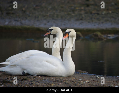 Deux cygnes à plus de cygnes Banque D'Images