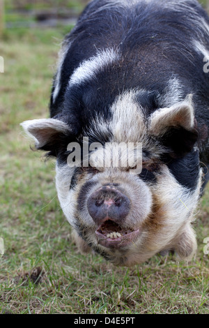 Cochon velouté ou cochon Banque D'Images