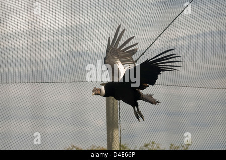 Condor des Andes en captivité dans un zoo de Buenos Aires, en Argentine. Banque D'Images