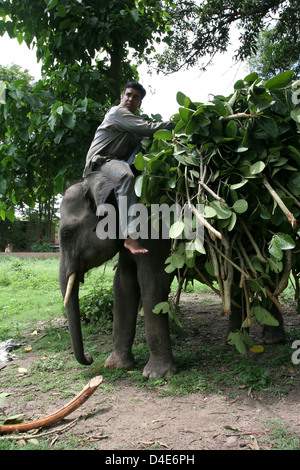 Un éléphant à Parc national de Rajaji près de Haridwar. Banque D'Images