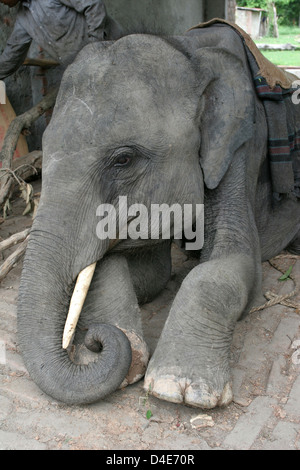 Un éléphant à Parc national de Rajaji près de Haridwar. Banque D'Images