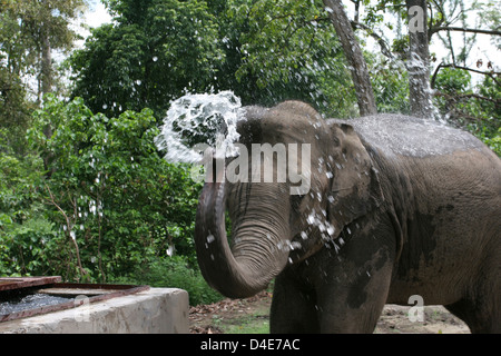 Un éléphant à Parc national de Rajaji près de Haridwar. Banque D'Images