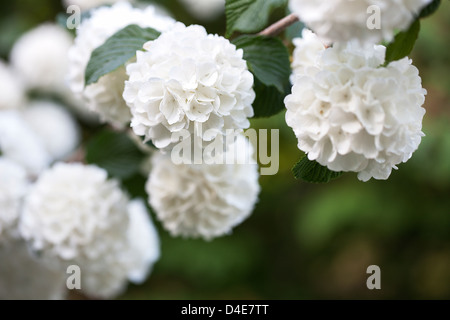 Boule japonaise - Viburnum Plicatum bush Banque D'Images