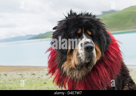 La Chine, Xizang, Shannan, chien Saint Bernard sur les rives du Lac Sacré Banque D'Images