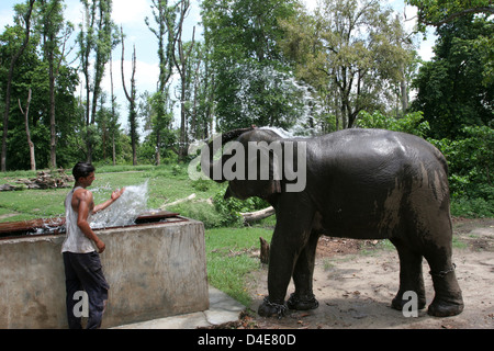 Un éléphant à Parc national de Rajaji près de Haridwar. Banque D'Images