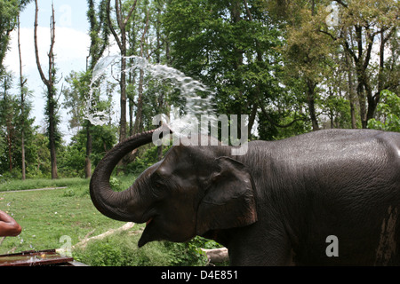 Un éléphant à Parc national de Rajaji près de Haridwar. Banque D'Images