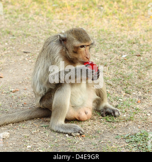 Manger un singe de l'eau rouge Banque D'Images