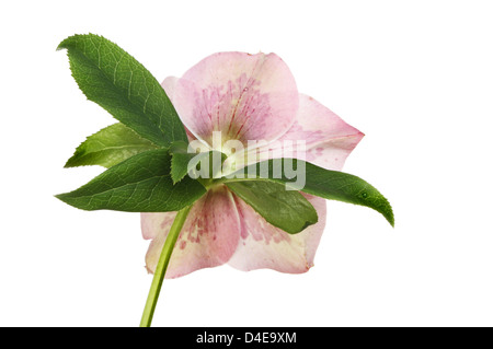 Vue arrière d'un hellébore flower isolated on white Banque D'Images