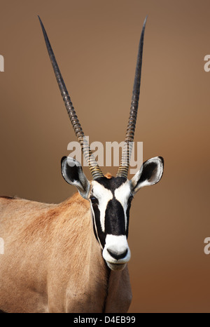 Portrait de Gemsbok dans désert Etosha ( Oryx gazella) Banque D'Images
