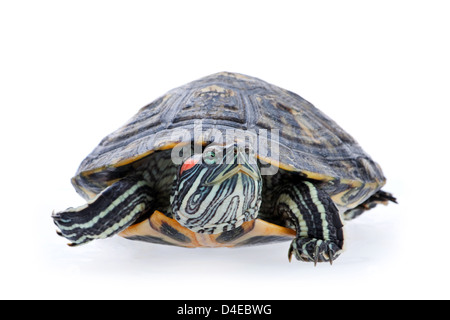 Tortue à oreilles rouges isolated on white Banque D'Images