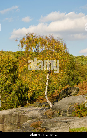 Un bouleau croissant sur les rochers à Glen Shipley montrant de ses couleurs d'automne Banque D'Images