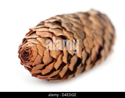 Libre de cône de pin isolated on white Banque D'Images