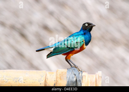 Superbe couleur Starling, Kenya Banque D'Images