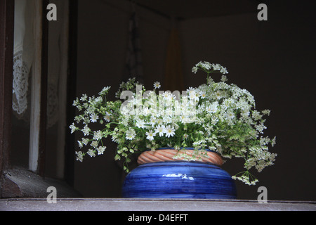 Fleurs blanches en pot bleu dans une fenêtre ouverte avec rideau de dentelle Banque D'Images