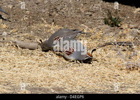 La caille de Gambel Callipepla gambelii) paire (se nourrir de la masse à Barker Dam, Joshua Tree National Park, en Californie, en janvier Banque D'Images