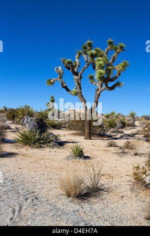 Joshua Tree (Yucca brevifolia) et du paysage environnant à Barker Dam, Joshua Tree National Park, California, USA en Janvier Banque D'Images