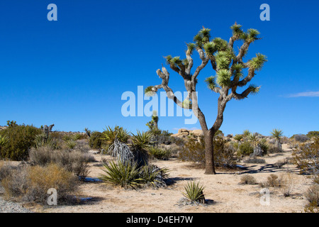 Joshua Tree (Yucca brevifolia) et du paysage environnant à Barker Dam, Joshua Tree National Park, California, USA en Janvier Banque D'Images