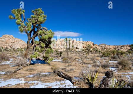 Joshua Tree (Yucca brevifolia) et du paysage environnant à Barker Dam, Joshua Tree National Park, California, USA en Janvier Banque D'Images