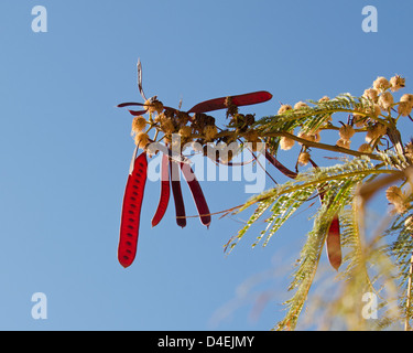 La partie rouge de la téguments, guaje ou Huāxcuahuitl, arbre. Oaxaca, Mexique. Banque D'Images