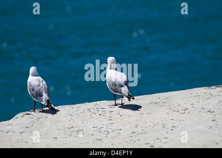 La mouette de Hartlaub deux ou roi des goélands, (Chroicocephalus hartlaubii) au port de Hout Bay, près de Cape Town. Banque D'Images