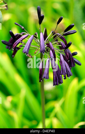 Agapanthus inapertus 'Black Magic dans 'Jardin Botanique National de Kirstenbosch. Banque D'Images