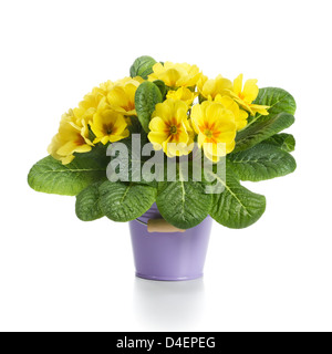 Petit seau de fleurs de primevère jaune sur fond blanc Banque D'Images