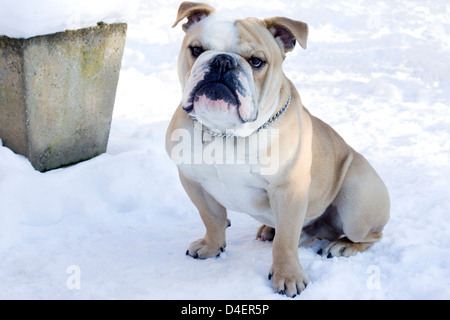 British Bulldog dans la neige Banque D'Images