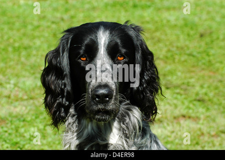 Grosser Muensterlaender (Canis lupus f. familiaris) Grand Ostalbkreis Epagneul • ; Baden Württemberg ; Deutschland ; Allemagne ; Banque D'Images