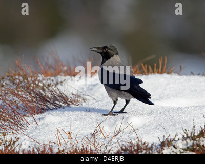 Hooded crow au sol dans la neige Banque D'Images