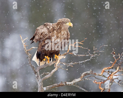 Pygargue à queue blanche perchée dans l'arbre dans la tempête de neige Banque D'Images