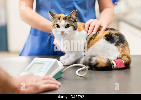 L'examen vétérinaire en chirurgie vétérinaire chat Banque D'Images